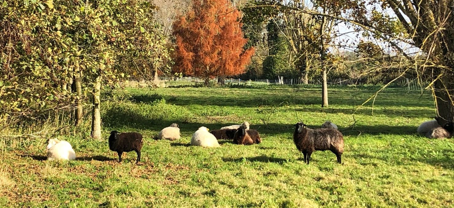 Entretien d'espaces verts par éco-pâturage en Normandie