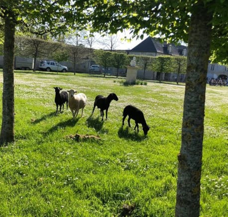 Entretien d'espaces verts avec éco-pâturage en Normandie