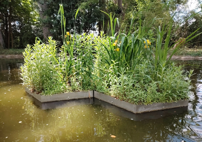 La renaturation des milieux aquatiques avec les radeaux végétalisés