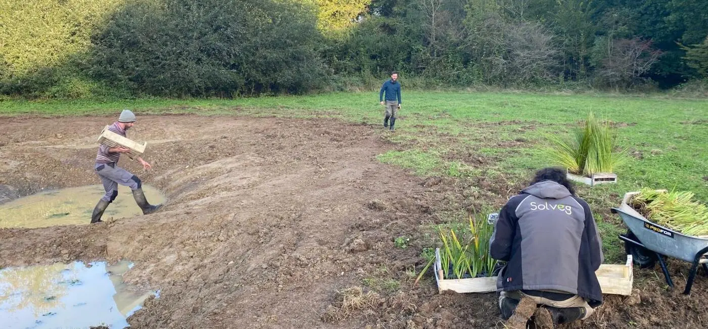 Plantation de berge en Normandie