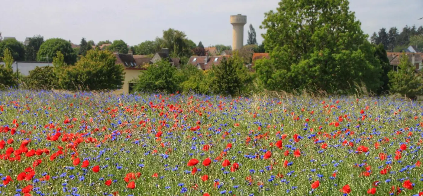 Génie végétal en Normandie