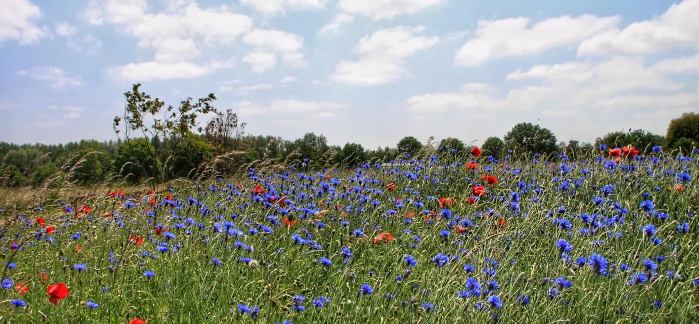Paysagiste en Normandie