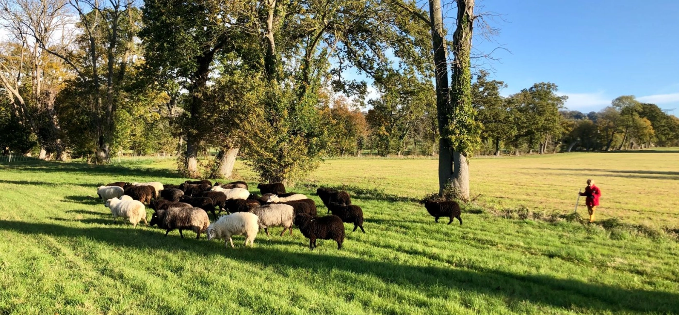 Tonte par animaux en Normandie