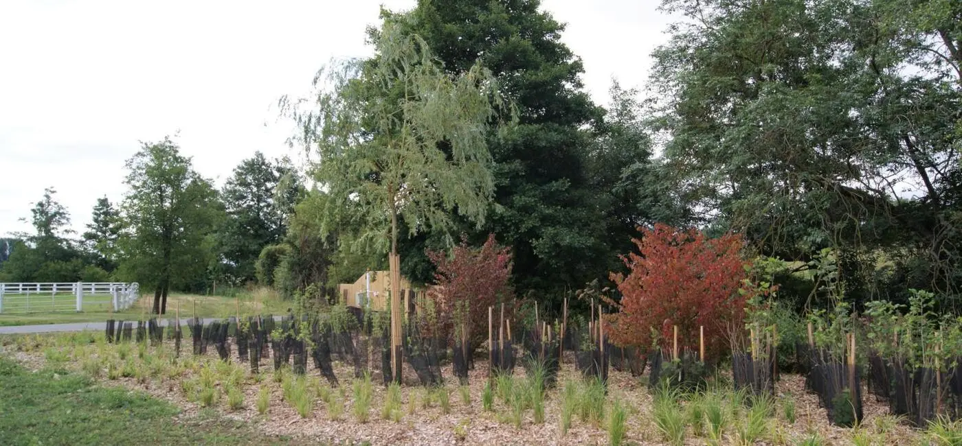 Plantation de berges en Normandie