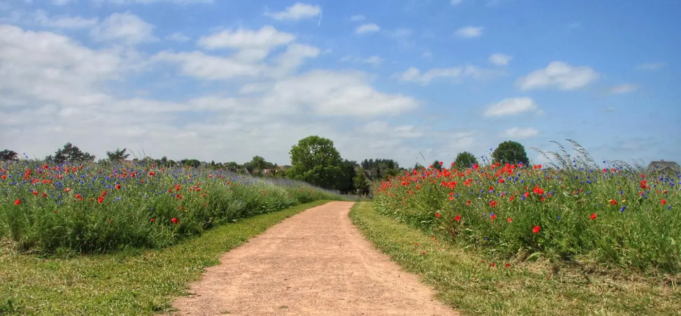 Prés fleuris en Normandie